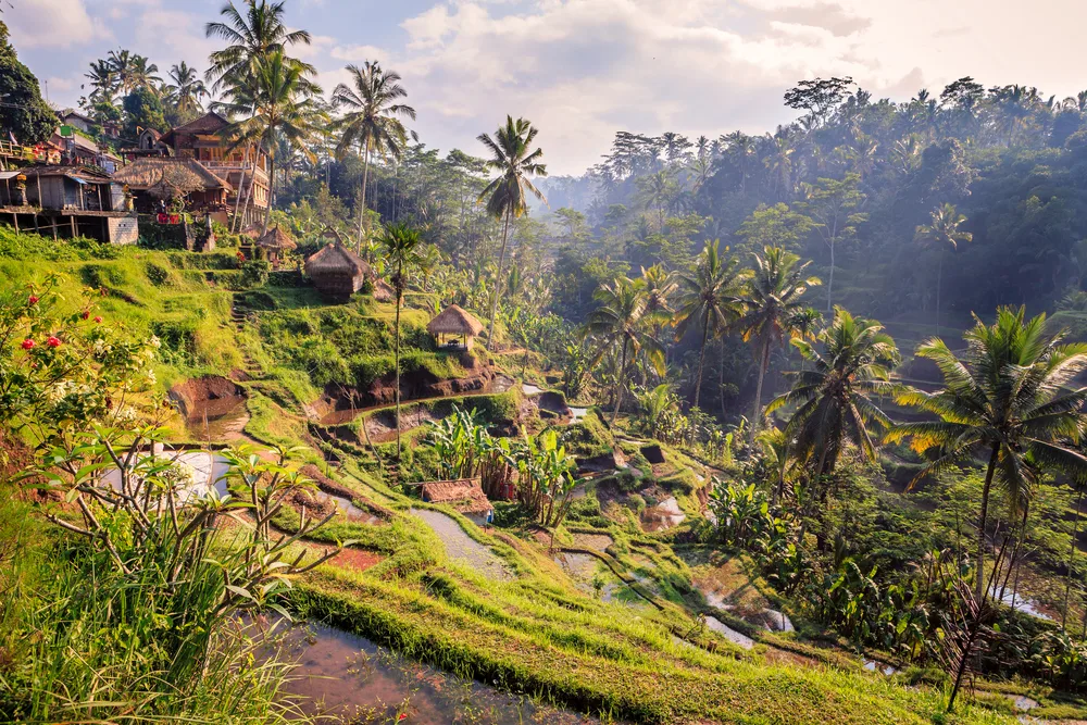 Gorgeous view of Ubud, one of the best places to stay when visiting Bali, with rice fields pictured overlooking a creek