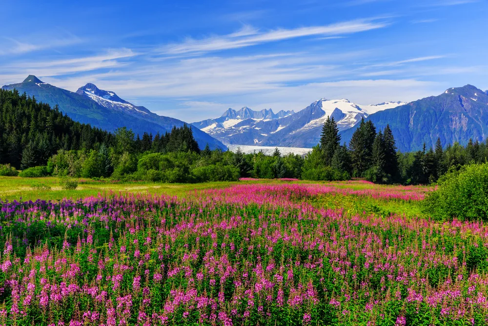 Beautiful glacier in the background of a nice forest and a field of flowers for a piece on where to visit in Alaska