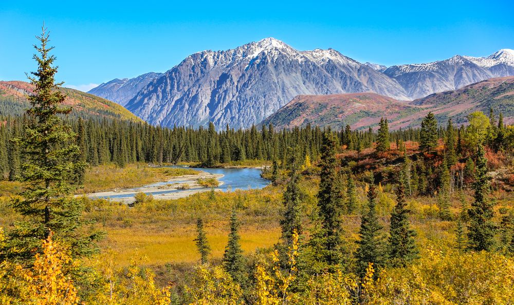 Amazing Fall view of Denali National Park, one of the best parts of Alaska to visit, pictured with orange and yellow grasses