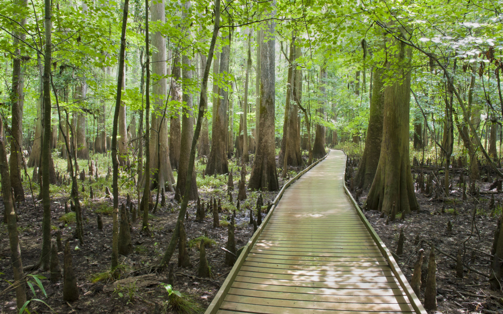 The Best Time to Visit Congaree National Park