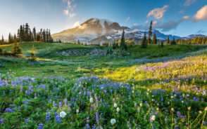 Gorgeous day in Washington during the overall best time to visit Mount Rainier with spring flowers on the ground and blue skies in the background