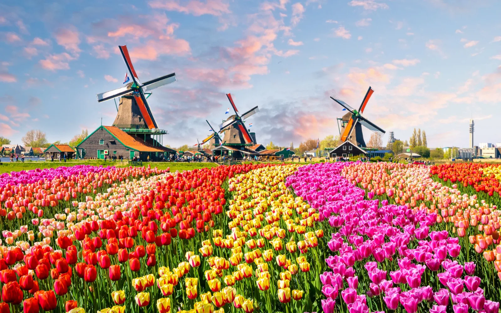 Image of the gorgeous Dutch windmills and flower fields for a piece on the best time to visit the Netherlands