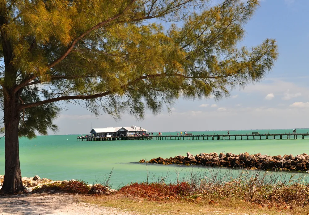 View of the City Pier from the beach with tree in foreground during the cheapest time to visit Anna Maria Island