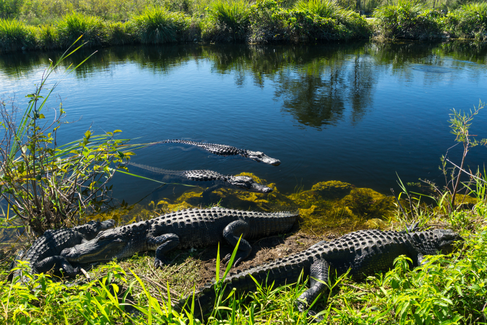 Herd of alligators gather on the shore of the swamp to show why you should visit the Everglades