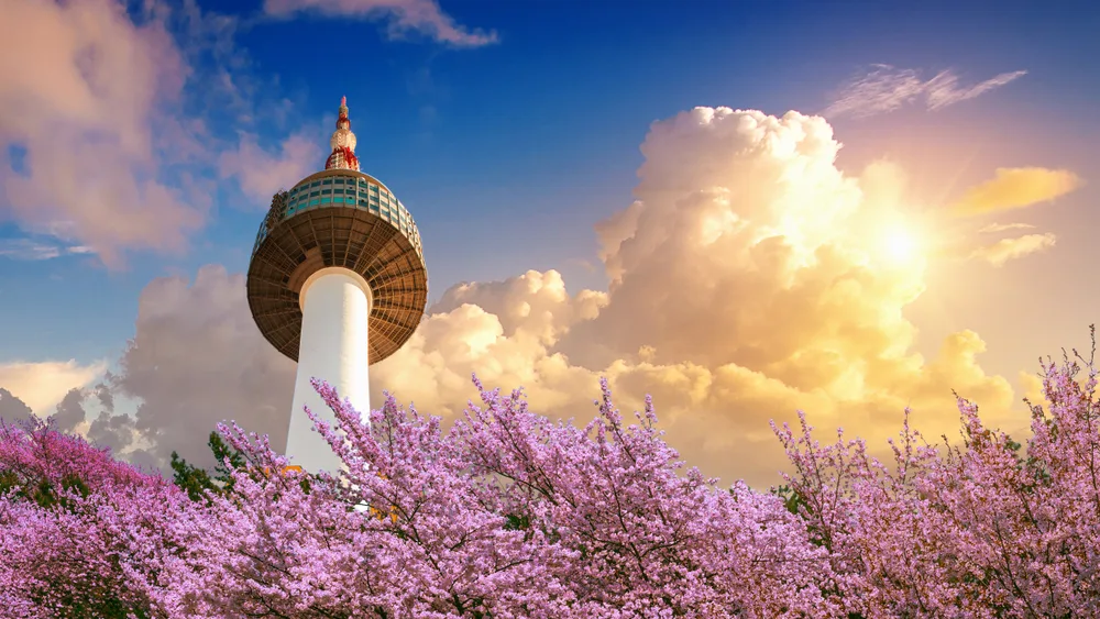 Cherry blossoms in bloom around the Seoul Tower show the best time to visit Seoul