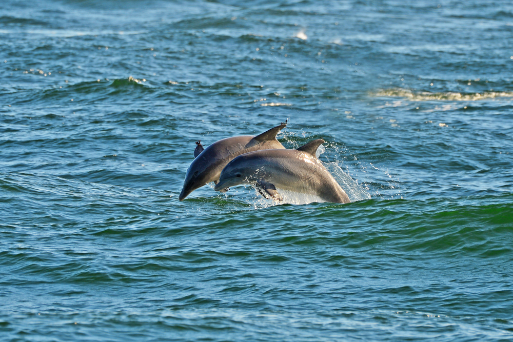 Two dolphins swimming in the Gulf of Mexico off the beach in St. Andrews Park for a frequently asked questions section on the best time to visit PCB
