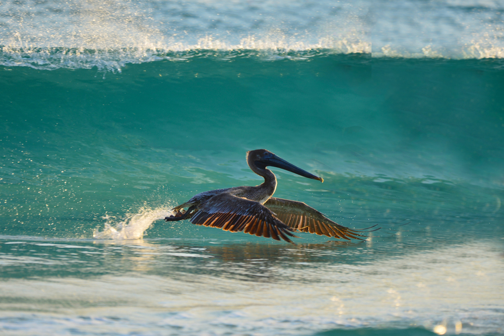 Pelican flying into the water as a wave crashes in the Gulf of Mexico during the cheapest time to visit Panama City Beach