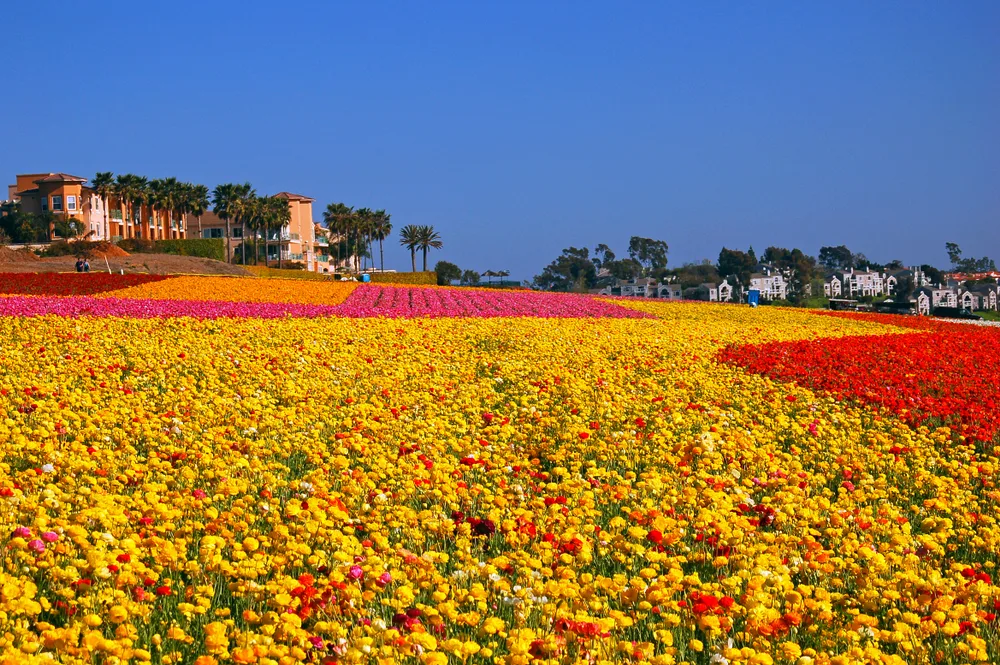View of mostly yellow, red, and pink ranunculus at the best time to visit the Carlsbad Flower Fields in spring
