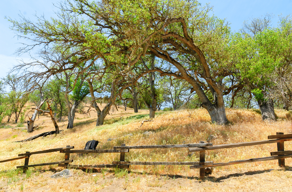 Trail, fence, and trees within the park showing the worst time to visit Pinnacles National Park