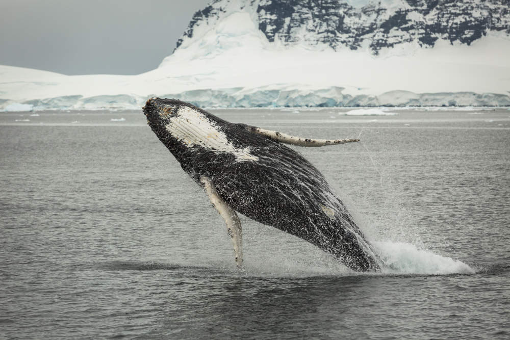 A humpback whale breaching the surface of the ocean on a gloomy day to visit Antarctica