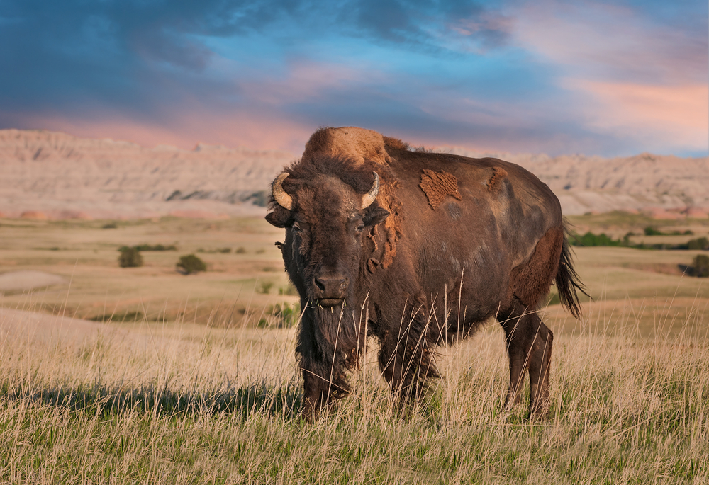 American bison on the plains showing why you should visit Badlands National Park