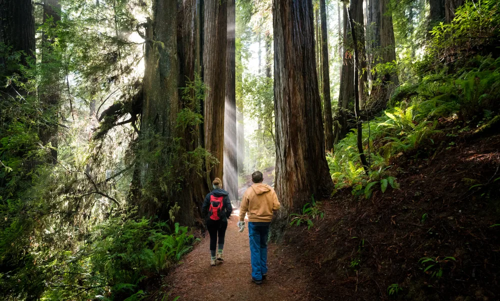 People walking through a moss-covered path with light shining through the trees during the best time to visit Redwood National Park