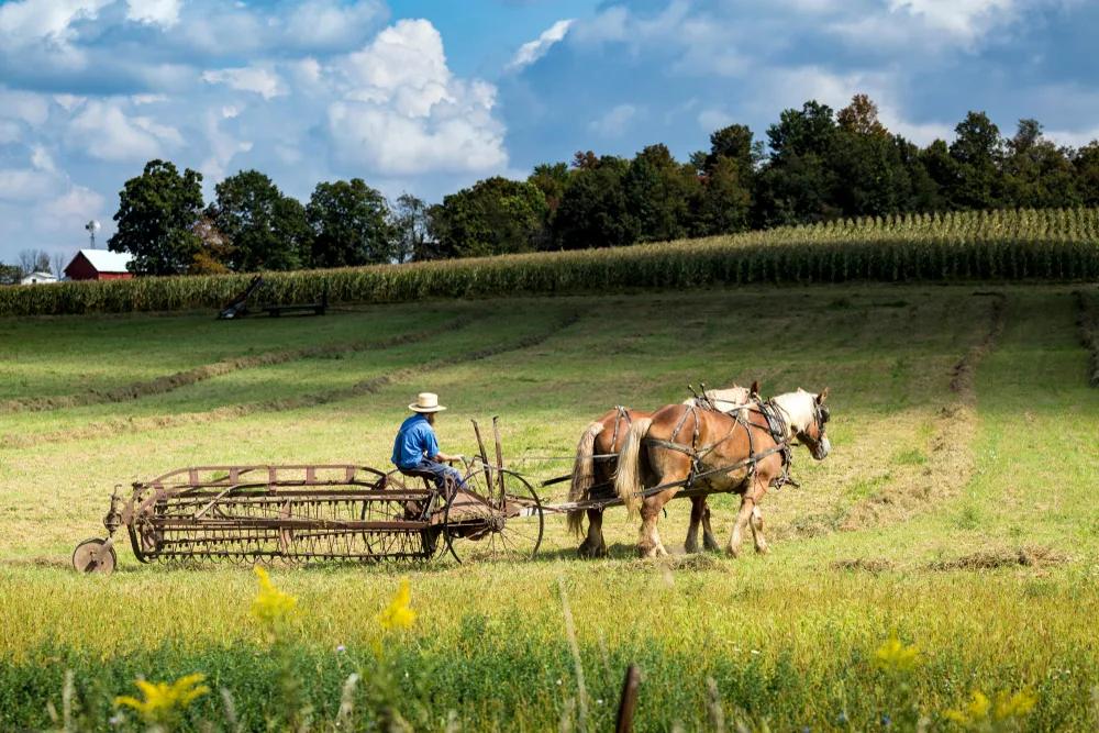 Guy on his horse-drawn buggy plowing fields during the best time to visit Amish Country PA