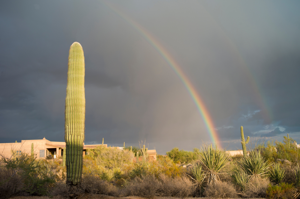 Rain and a rainbow over a cactus in Scottsdale during the worst time to visit