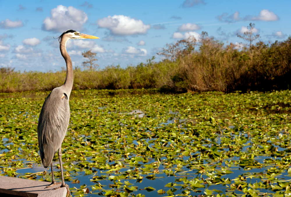 Great heron standing by water with water lilies growing on a nice day during the least busy time to visit the Everglades