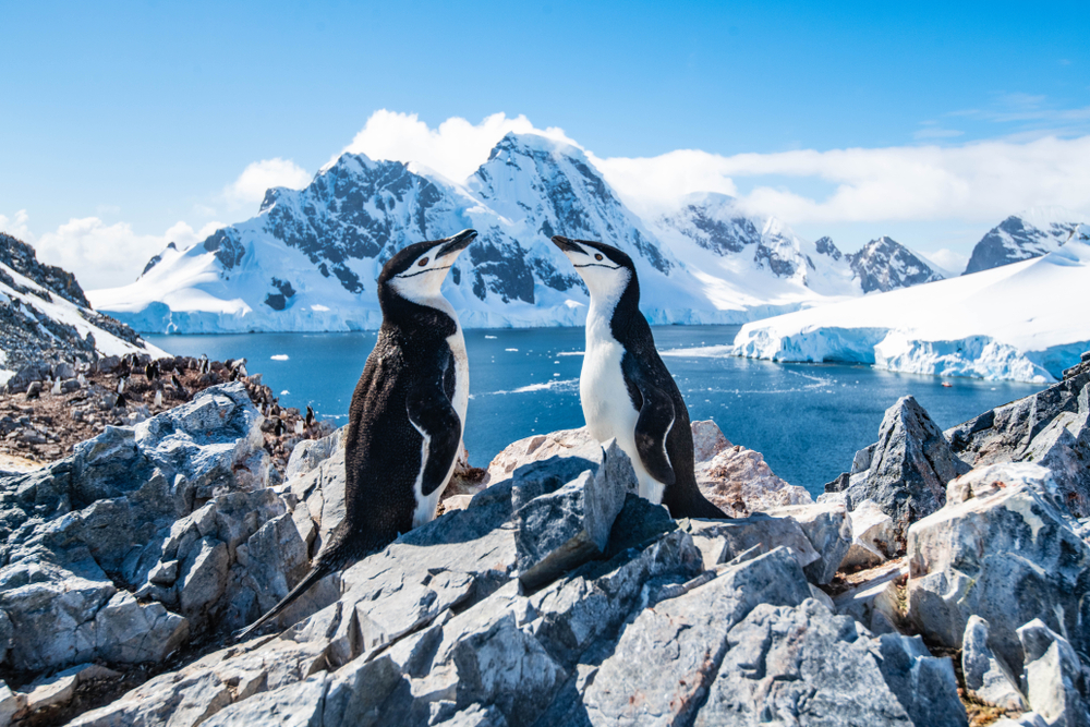 Chinstrap penguins standing on a rock looking at each other during the best time to go to Antarctica