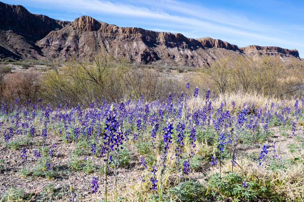 Purple flowers in the foreground of a valley with lots of dry dirt during the best time to visit Big Bend National Park