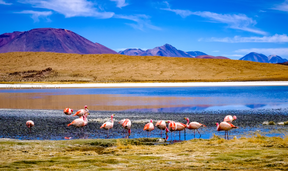 Flamingos at Sunshine Lagoon showcase the weather for a piece on Is Bolivia Safe