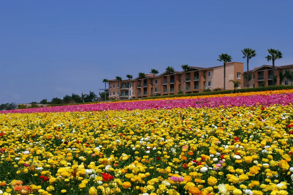 Distant view of the best time to visit the Carlsbad Flower Fields during peak season