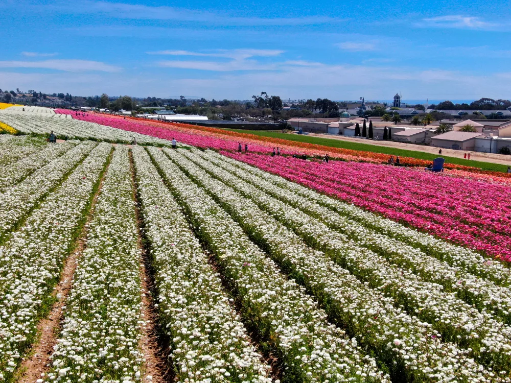 Aerial view of flowers in the late season showing the worst time to visit the Carlsbad Flower Fields