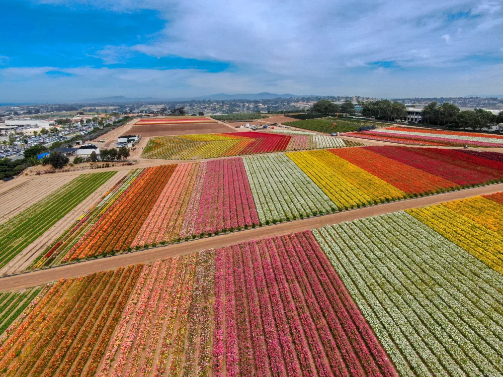 Aerial view of flowers during the least busy time to visit the Carlsbad Flower Fields in mid to late March