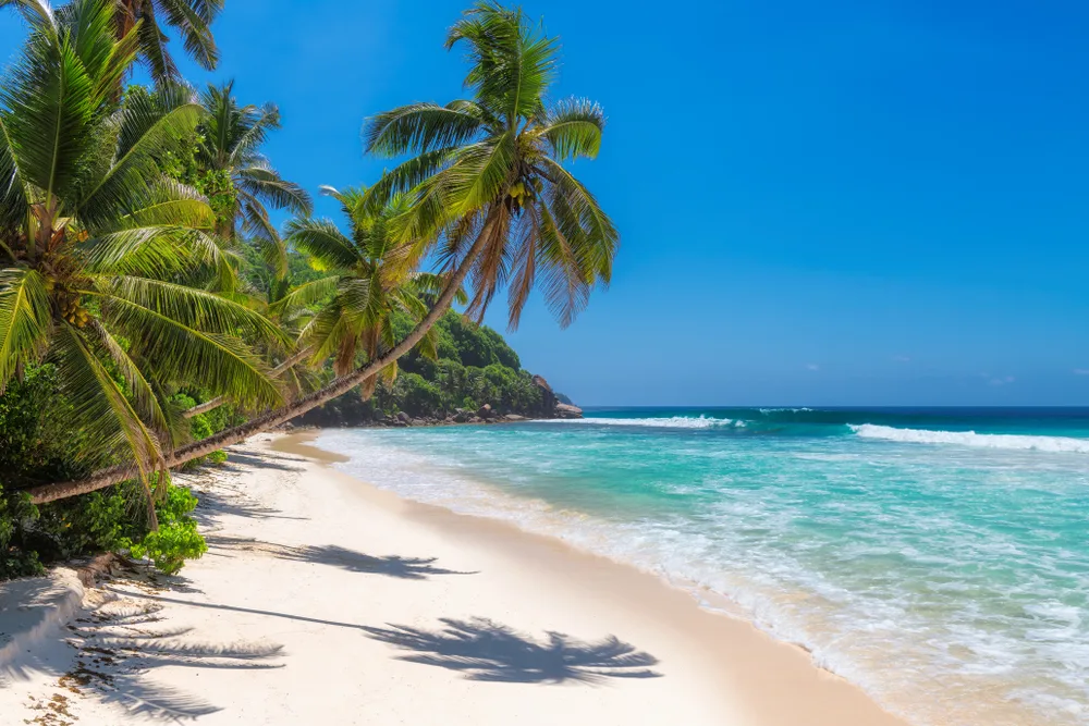 Sunny beach with palm trees and turquoise water during the best time to visit Barbados