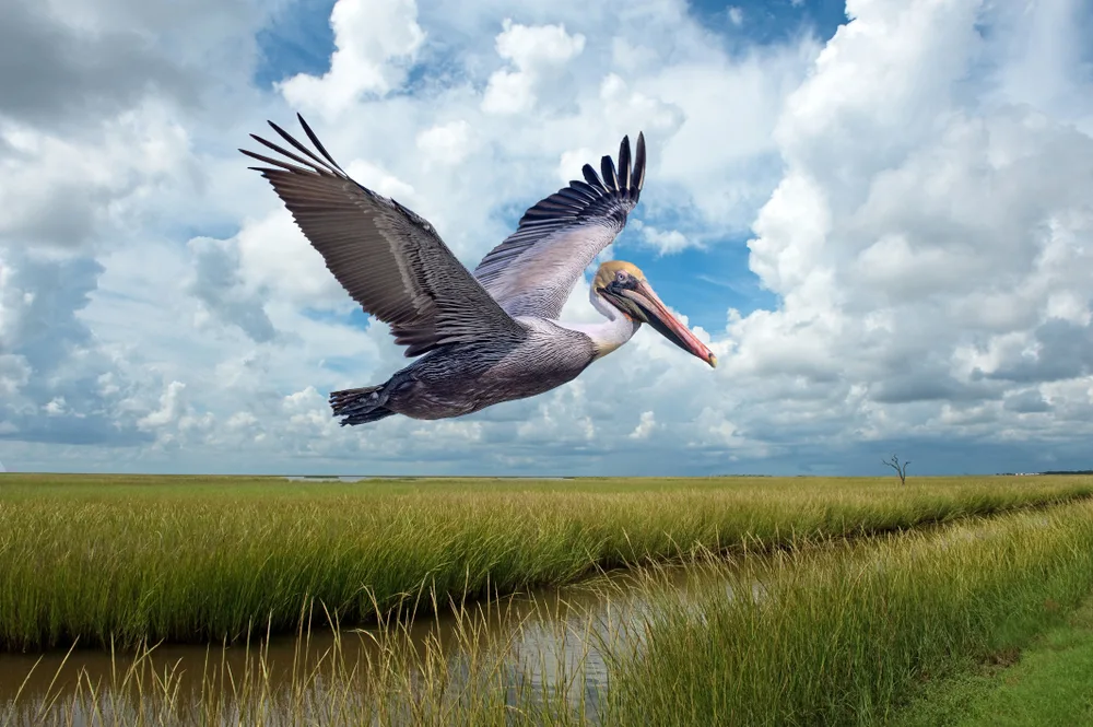 Brown pelican flying over marshland showing the worst time to visit Louisiana 