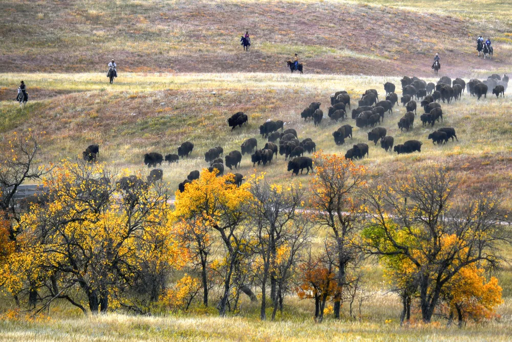 A large herd of buffalo pictured in Autumn, one of the best times to visit South Dakota
