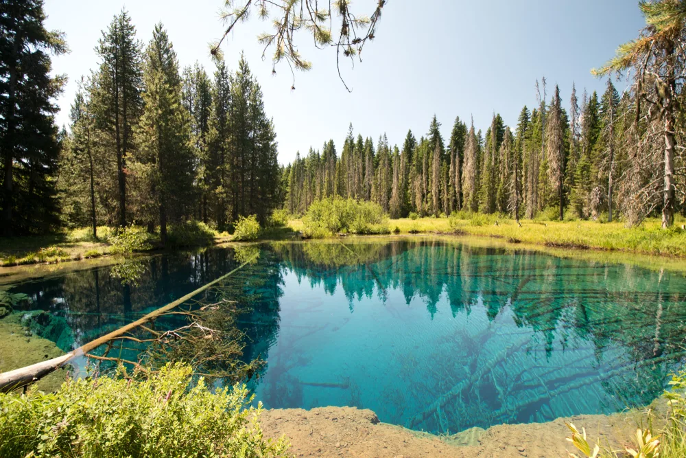 Close-up image of a crystal-clear teal lake with a downed tree on the right and tall pines all around as seen from the bank of the lake during the best time to visit Crater Lake