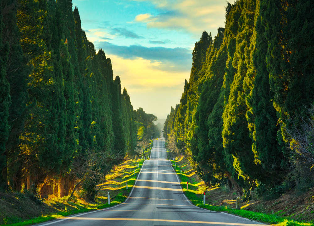 Tree-lined road of Bolgheri, a landmark that you must visit while in Tuscany