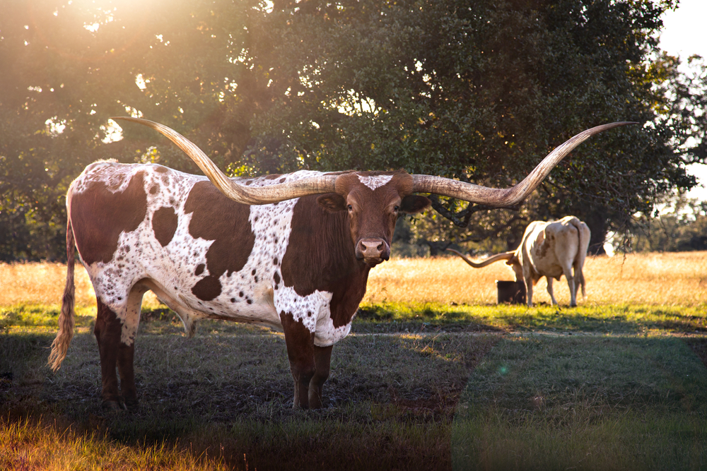 Texas longhorn steer in Boerne, a great choice for where to stay in Fredericksburg TX 
