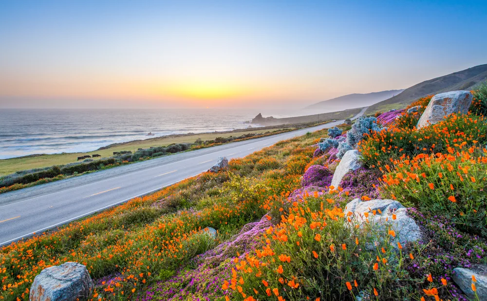 Purple flowers and a gorgeous coastline pictured for a guide to the best and worst times to visit Big Sur