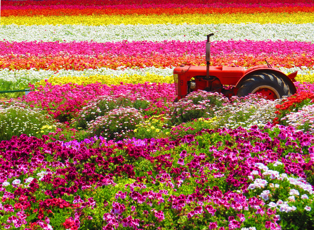 Red tractor plows through rows of blooms to show why you should visit the Carlsbad Flower Fields