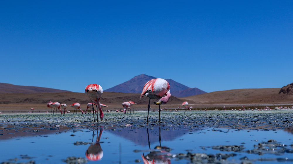 Flamingoes stand in the Uyuni Salt Flats with mountains in the distance during the best time to visit Bolivia