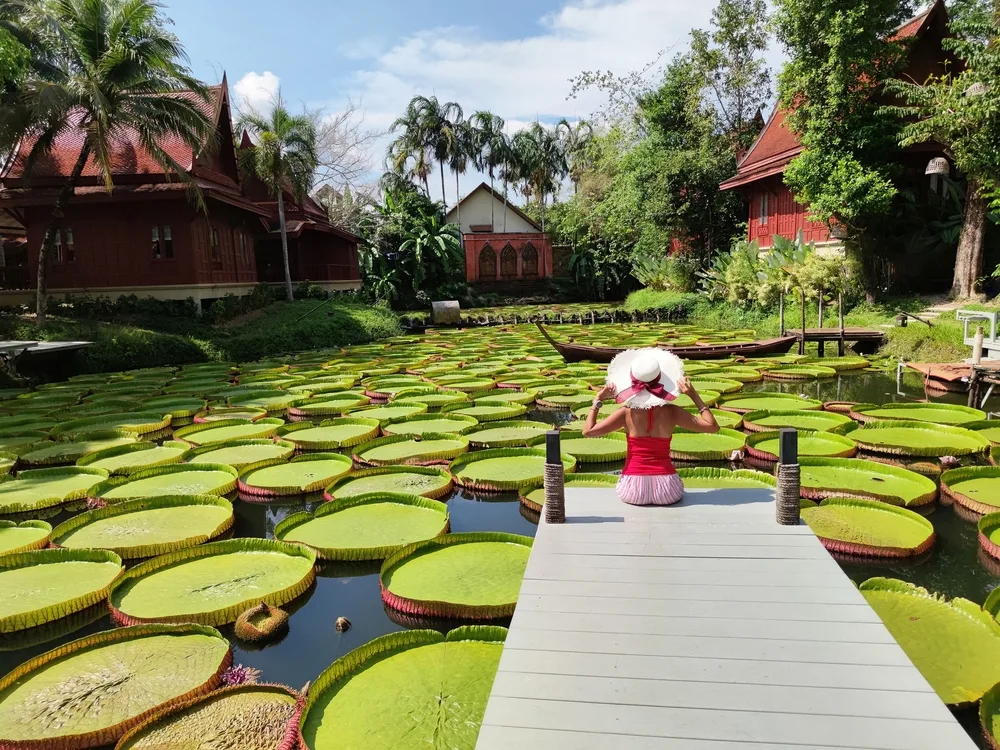 Woman on a dock wearing a white hat in the middle of a pond with Lilypads and palm trees all around during the cheapest time to visit Phuket