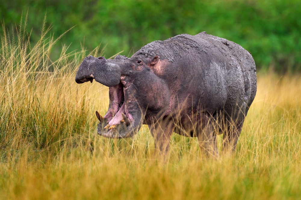 One of Uganda's most dangerous animals, the hippo, bellowing in the grass for a piece on Is Uganda Safe