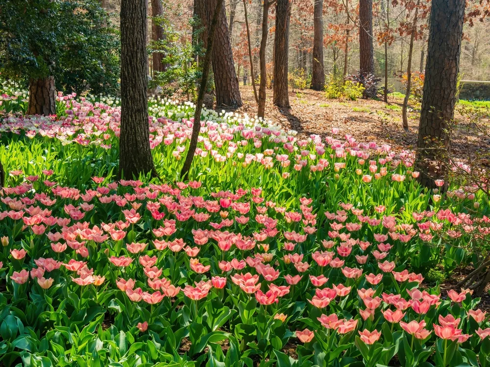 Close up of colorful tulip flowers blooming at Garvan Woodland Gardens during the best time to visit Hot Springs Arkansas
