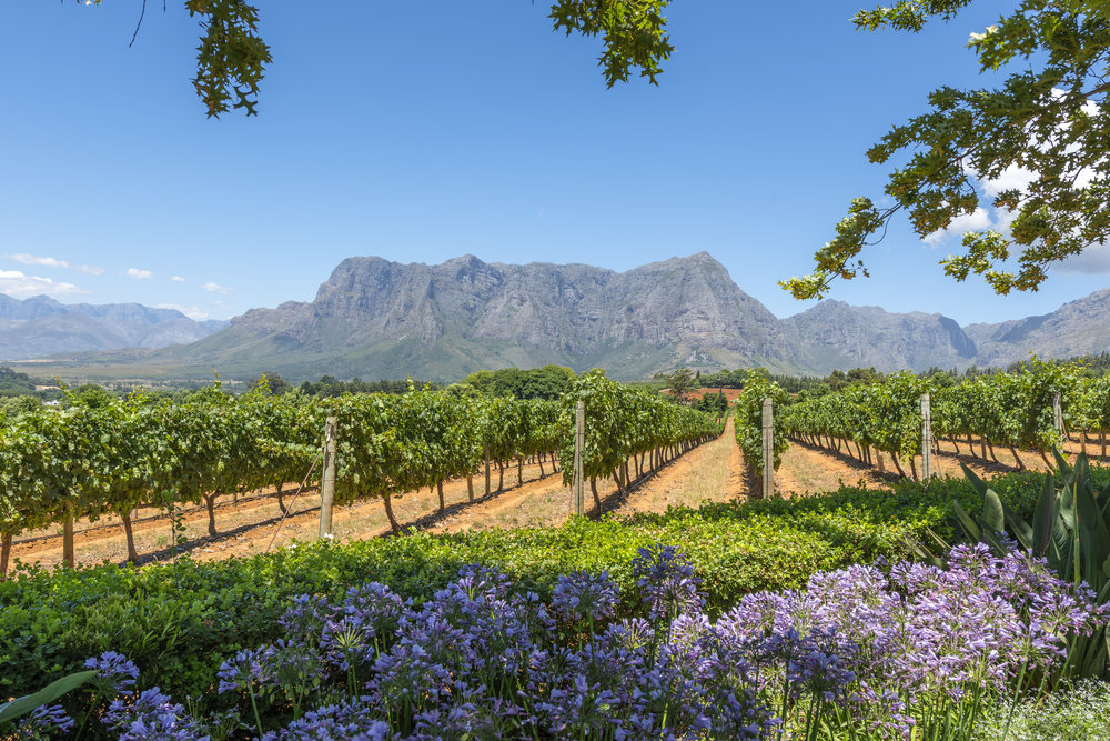 Wine region with a field and a mountain in the background in Cape Town, one of the overall best places to visit in Africa