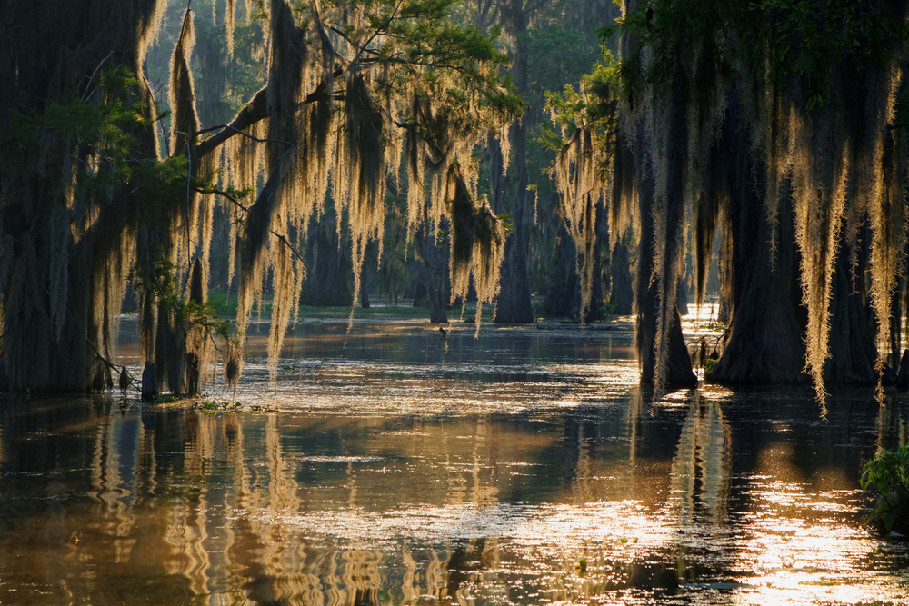 Spanish moss hanging from cypress trees in the swamp to show why you should visit Louisiana
