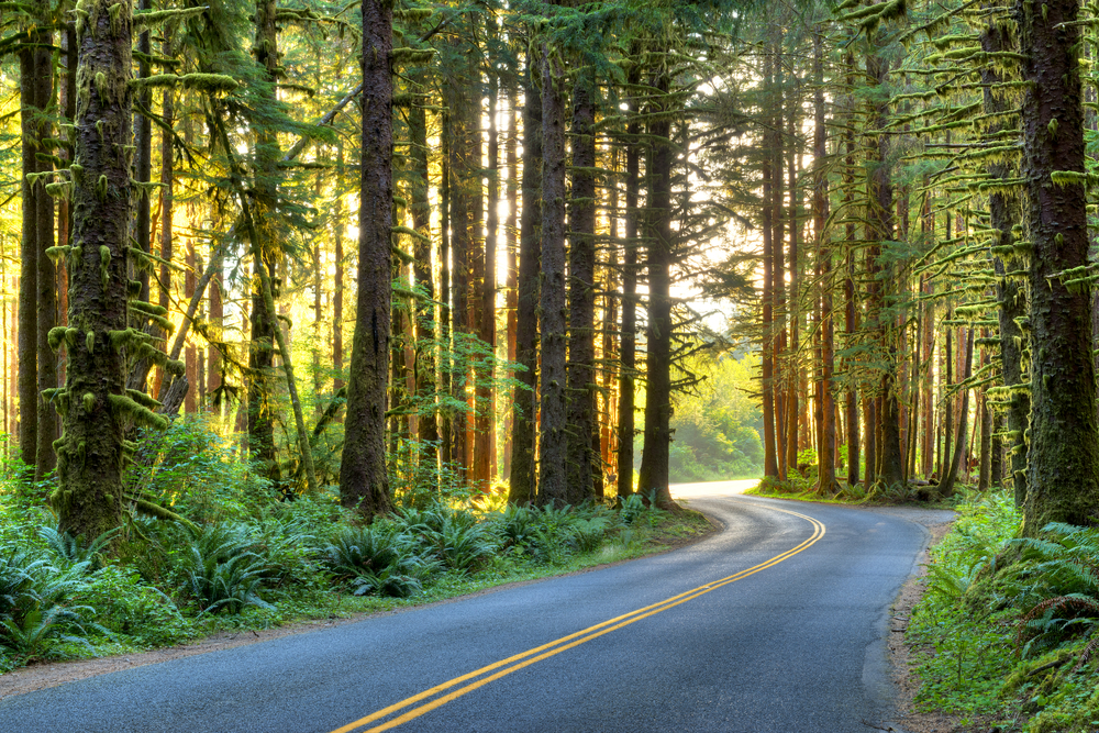 Gorgeous road winding through a forest with tall trees for a piece on the best time to visit Washington State