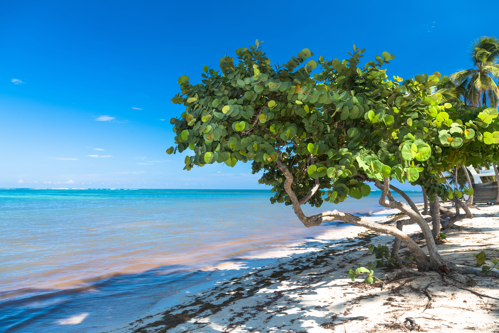 Sea grape tree on the shore of the island showing the cheapest time to visit St. Croix
