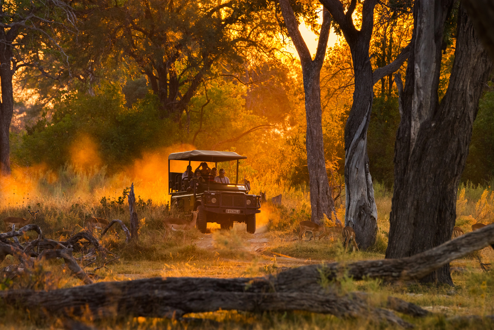 Land rover with an open top driving through the forest during dusk during the best time to visit Botswana