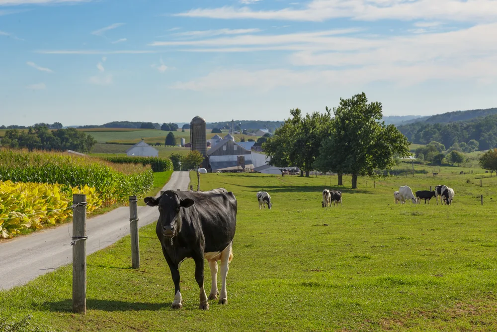 Cow in Amish Country in PA