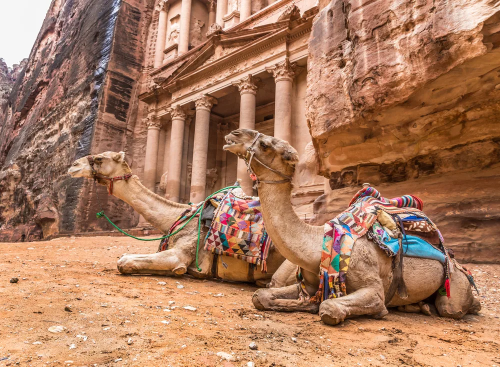 Camels resting in front of Al Khazneh carved into the rock face to help answer Is Petra Safe