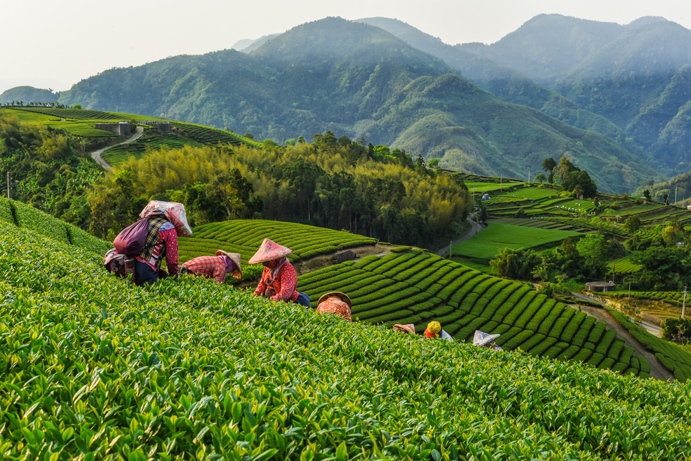 Tea garden pictured with workers in pointy hats in the fields during the best time to visit Taiwan