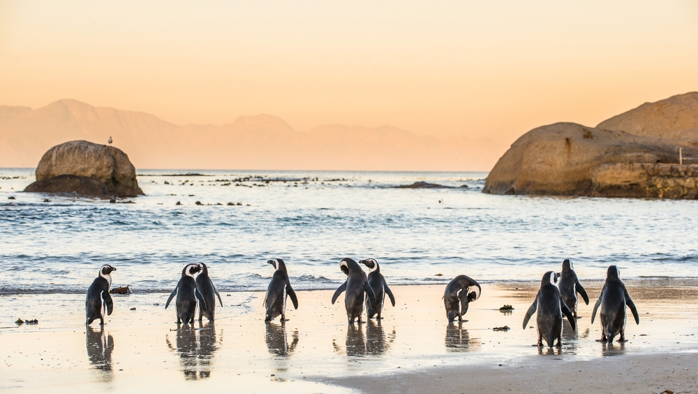 Neat photo of penguins waddling across the beach in Cape Town