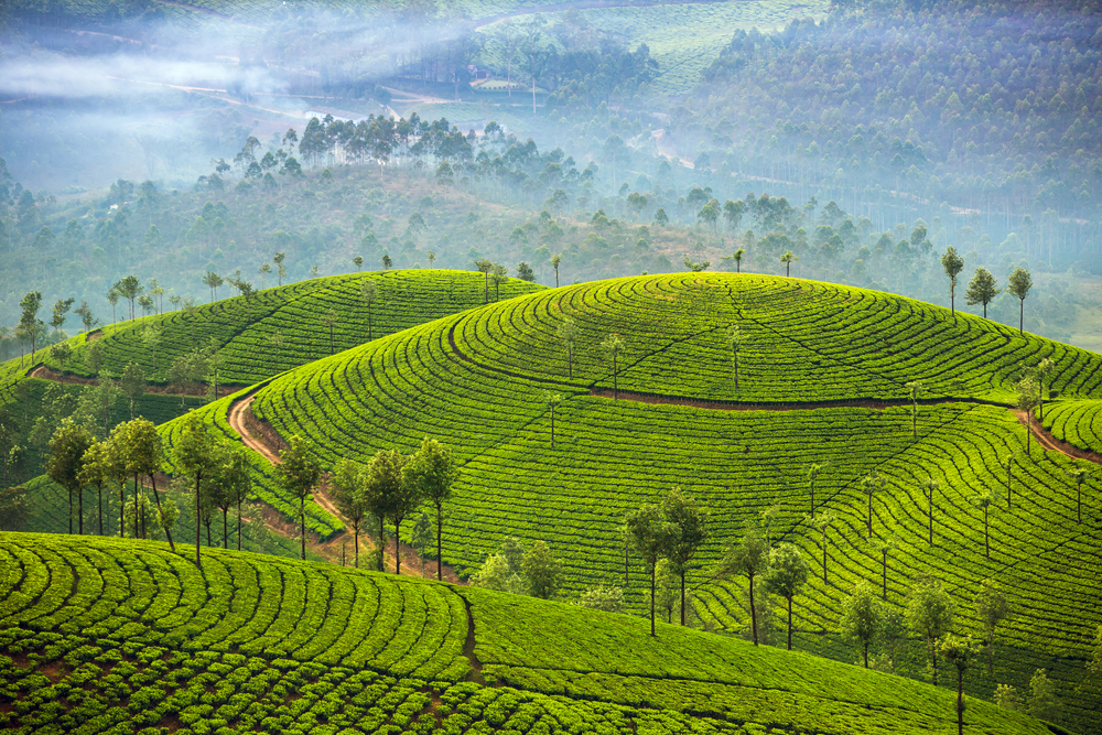 Amazing view of the tea plantations in Munnar, Kerala during the best time to visit India