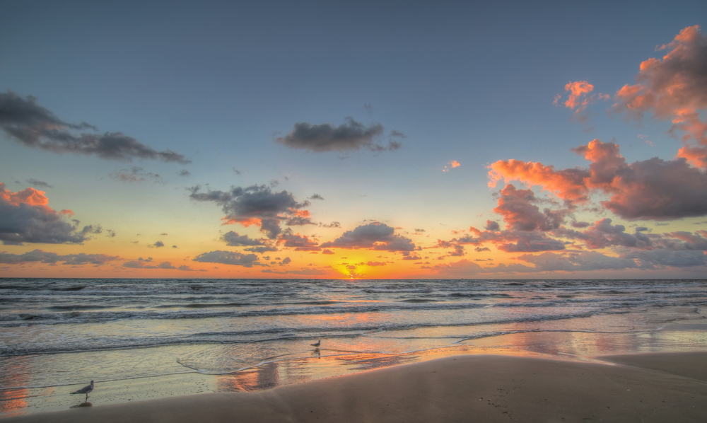 Seagulls line the beach at sunrise to show the best time to visit South Padre Island Texas 