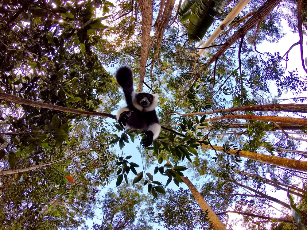 View looking up at ruffed lemur in canopy at Andasibe-Mantadia National Park for a piece on Is Madagascar Safe