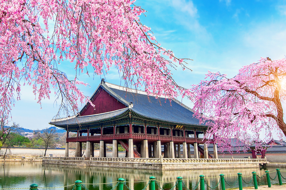 Gyeongbokgung Palace in springtime with cherry blossoms for a piece on Is South Korea Safe